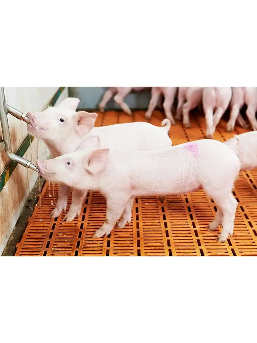 Кормушки, поилки и клетки для свиней своими руками