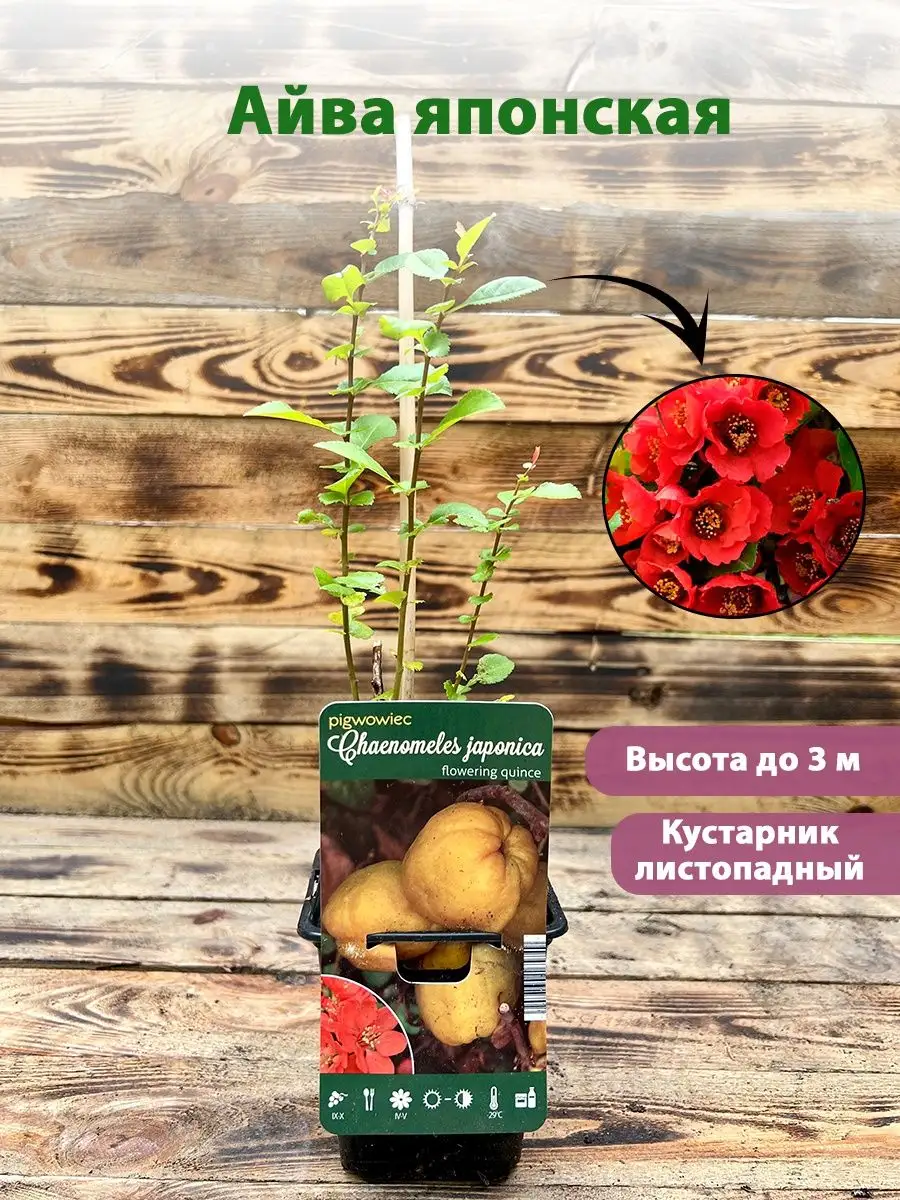 Айва японская Р9 (саженец) Debskie P 78908256 купить в интернет-магазине  Wildberries