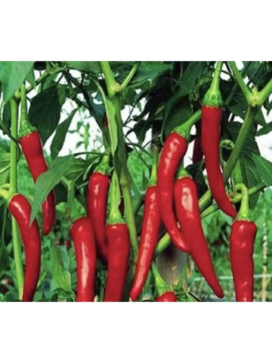 Перец горький астраханский. Перец острый де каен. Семена перца горького. Перец острый венгерский желтый. Кайенский перец семена.