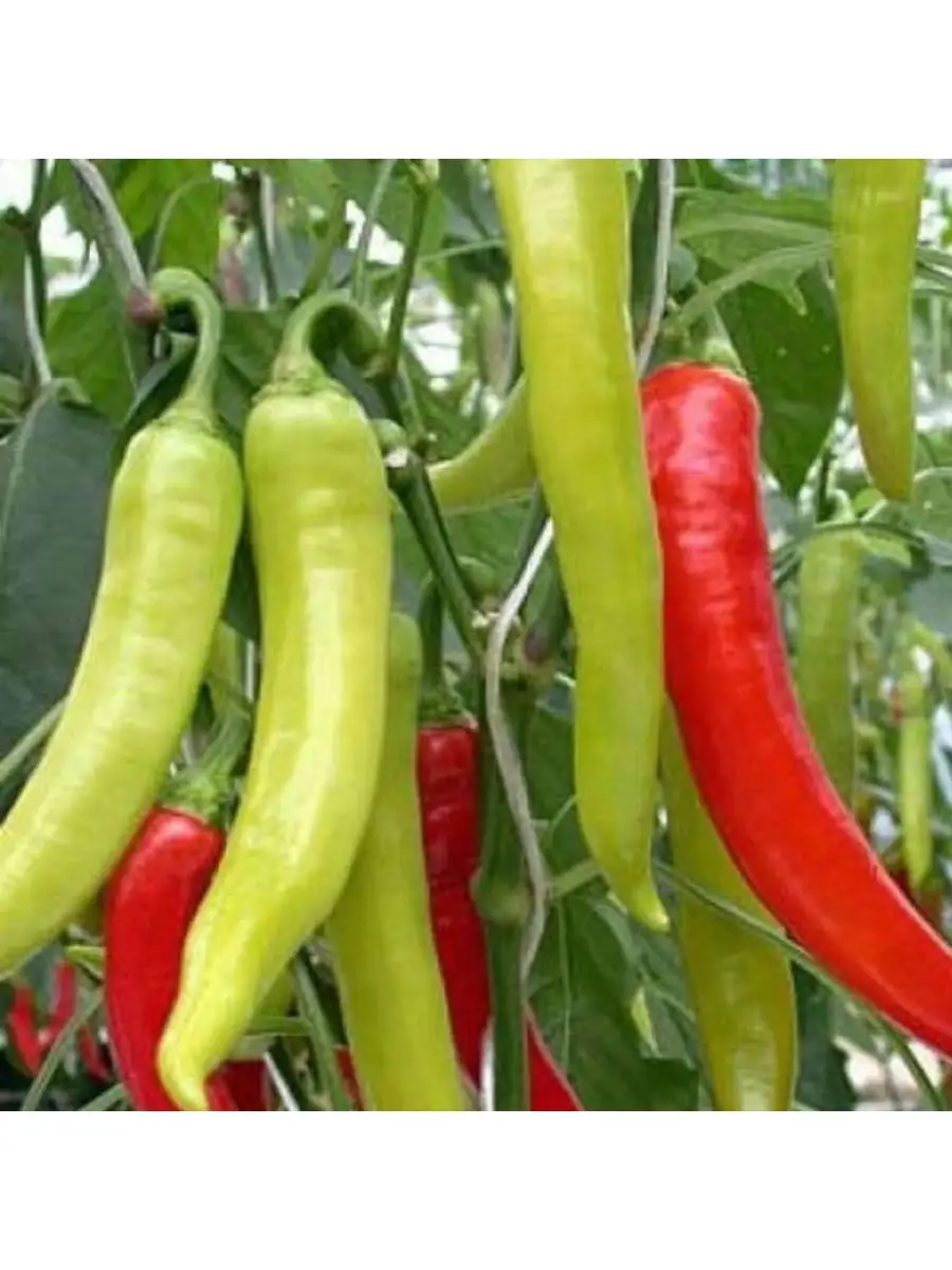 Сорт рамиро перец сладкий. Перец острый слоновий хобот. Сорта горького перца для открытого. Перец горький полуострый. Горький перец длинноплодный сорт.