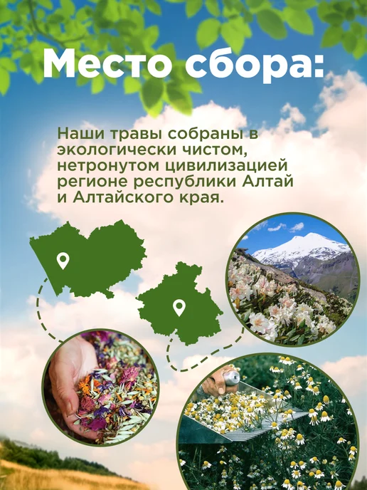 Родные травы Сушеница топяная, болотная, вариант, фото 2