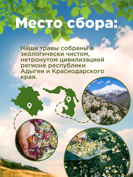 Родные травы Чертополох трава, горная Адыгея, вариант, фото 2