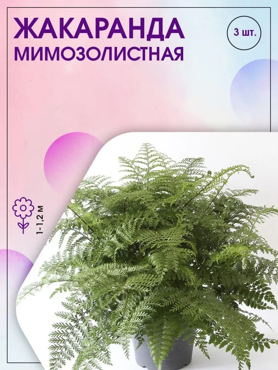 Папоротник Комнатный Купить Екатеринбург