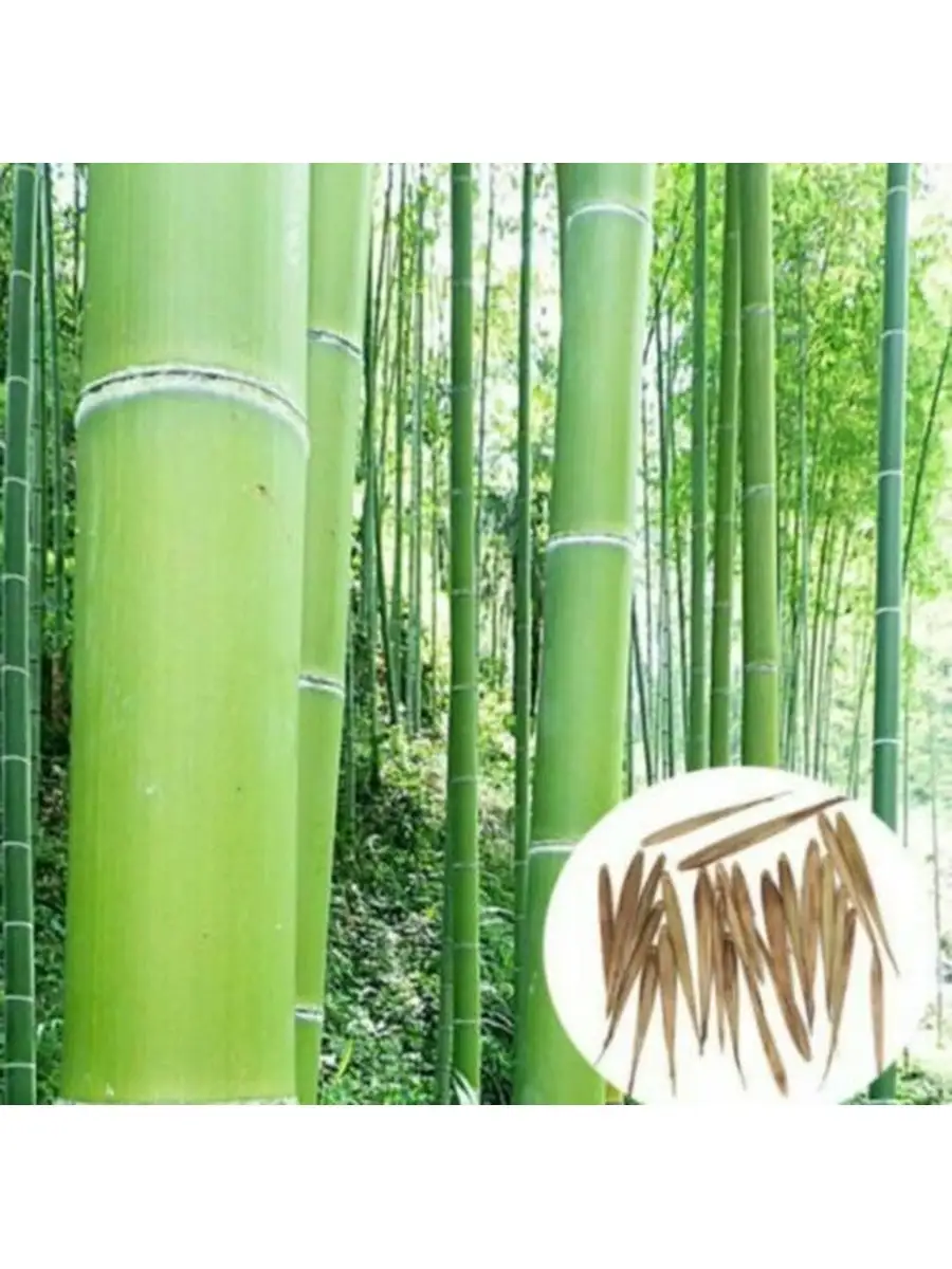 Бамбук - Семена MOSO (PHYLLOSTACHYS EDULIS) 20 шт Rai-City 80420810 купить  за 448 ₽ в интернет-магазине Wildberries