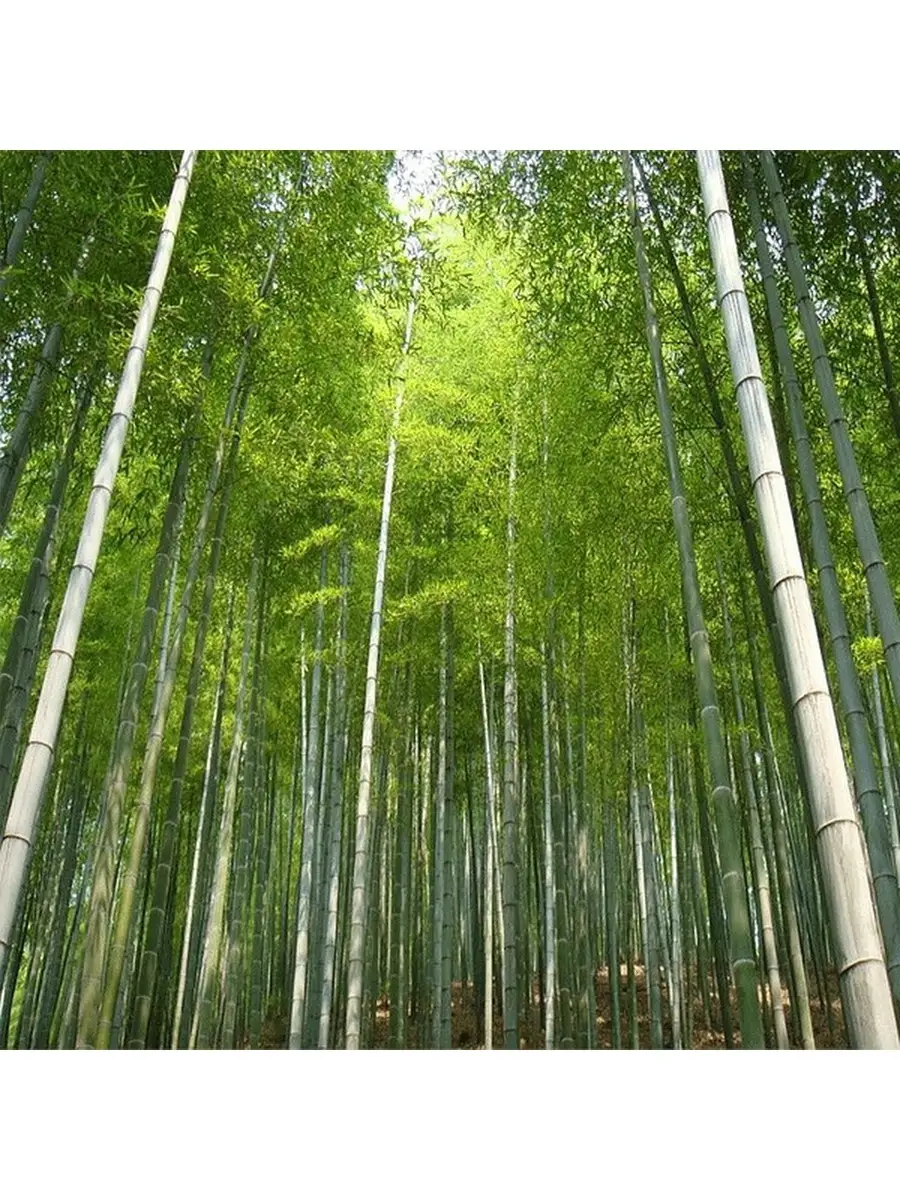 Бамбук - Семена MOSO (PHYLLOSTACHYS EDULIS) 20 шт Rai-City 80420810 купить  за 448 ₽ в интернет-магазине Wildberries