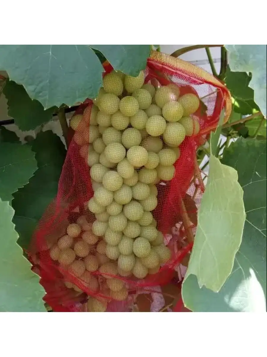 Что можно сделать из виноградной лозы