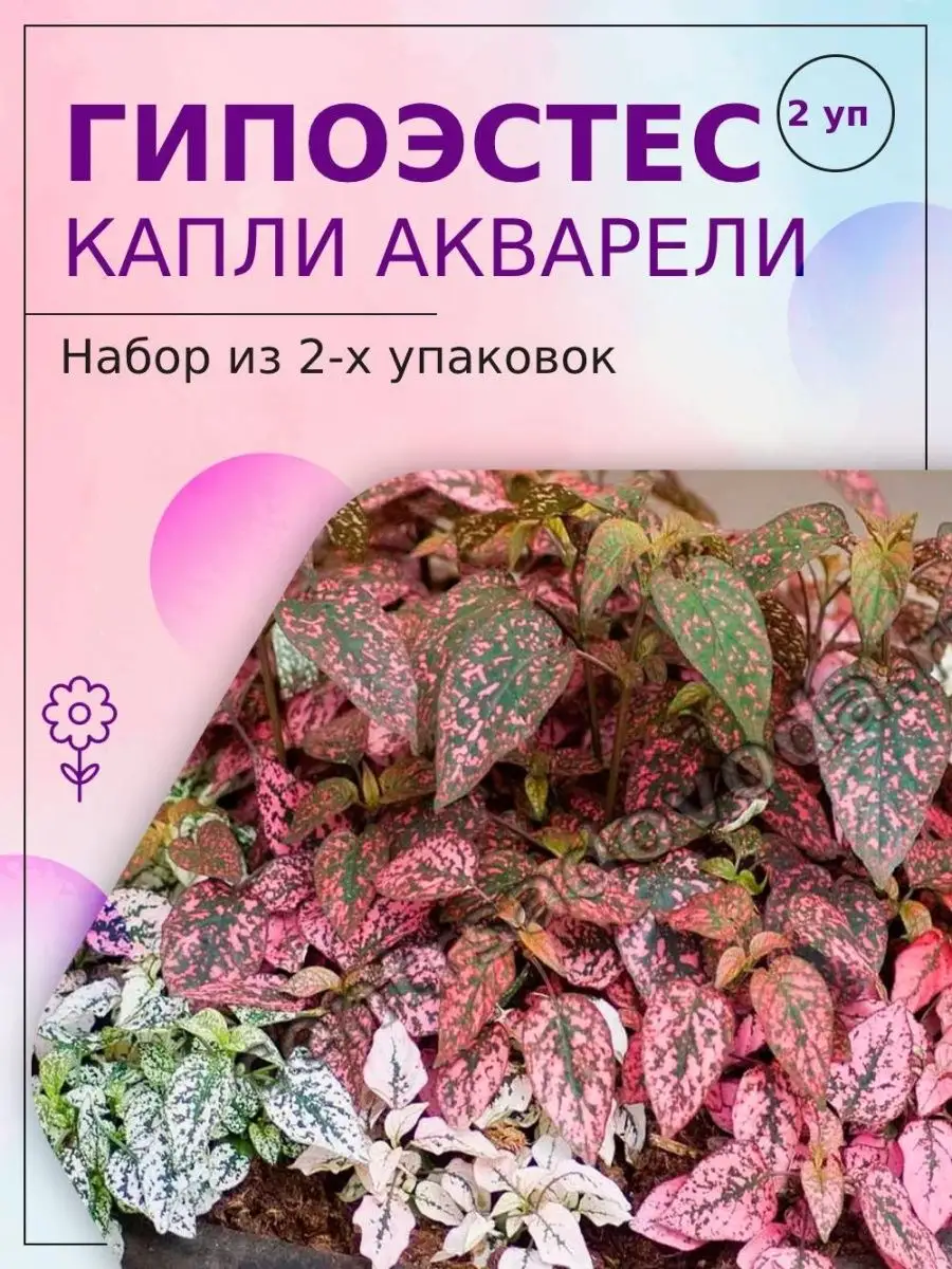 Гипоэстес Капли Акварели Комнатные растения Гавриш 80432778 купить за 162 ₽  в интернет-магазине Wildberries