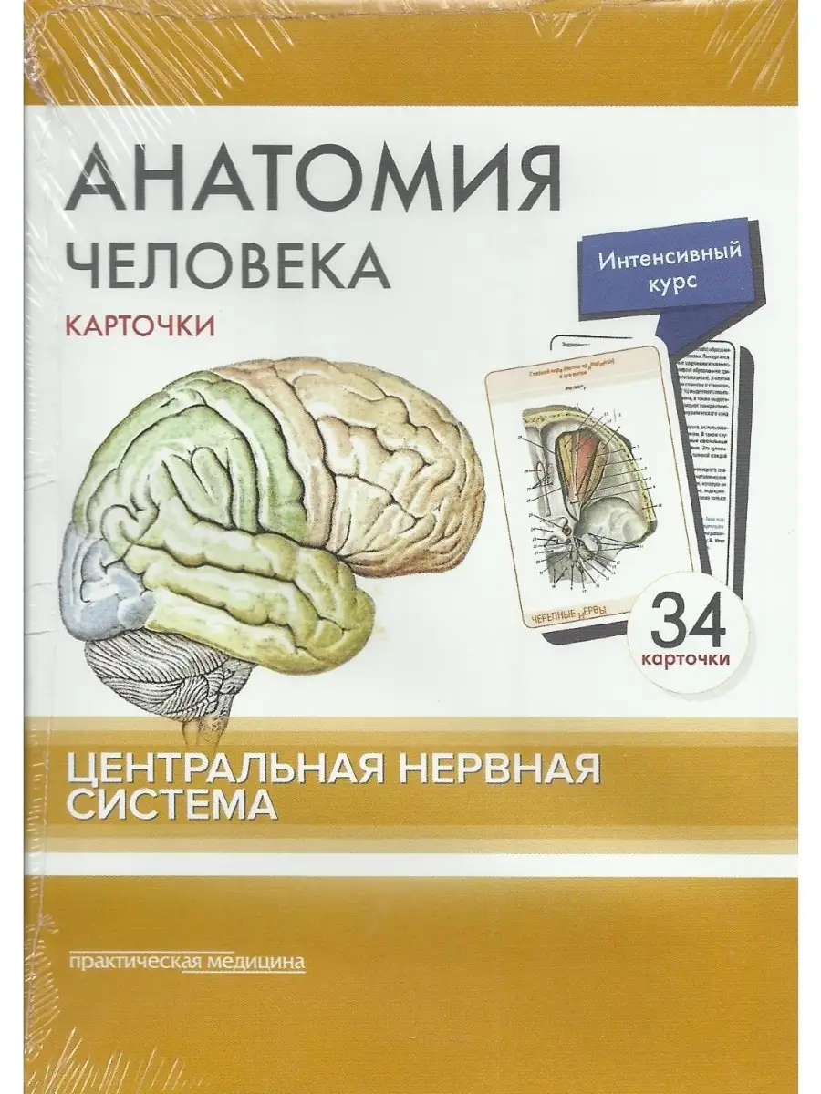 Анатомия человека. Центральная нервная с