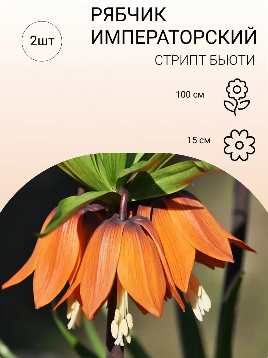 Купить Луковицы Рябчиков Недорого