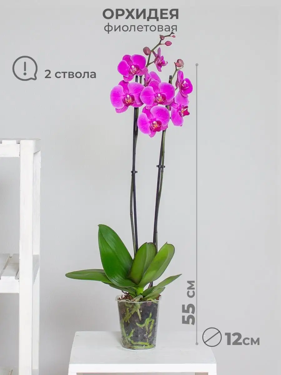 Фиолетовая орхидея – купить с бесплатной доставкой в Москве. Цена ниже!