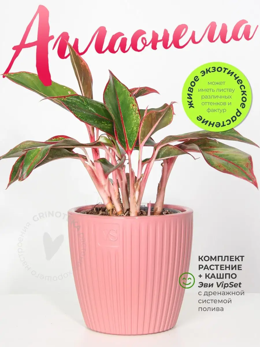 Комнатное живое растение Аглаонема Крит GRINOTEKA 83222695 купить за 2 767  ₽ в интернет-магазине Wildberries
