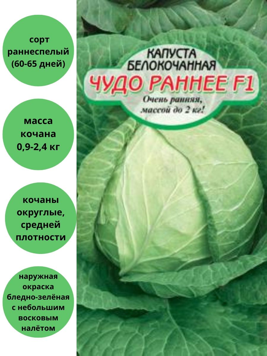 Капуста чудо ультрараннее отзывы. Капуста белорусская. Капуста б/к белорусская 455. Капуста Июньская ранняя. Как выглядит капуста белорусская.