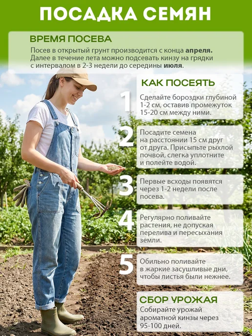 Никольский Дачник Семена кинзы (кориандра) 100 г для посева осенью и весной, 100 г, фото 2