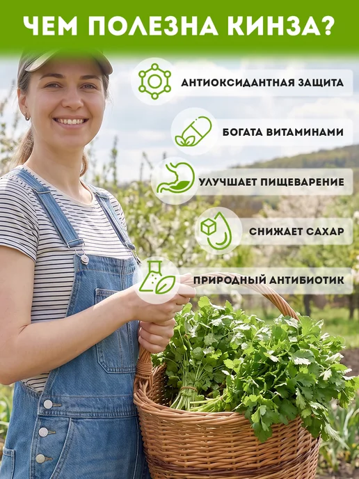 Никольский Дачник Семена кинзы (кориандра) 100 г для посева осенью и весной, 100 г, фото 3