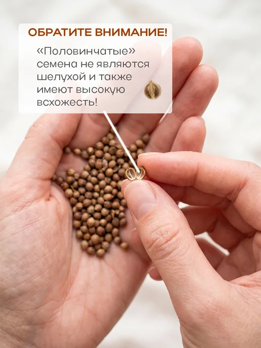 Никольский Дачник Семена кинзы (кориандра) 100 г для посева осенью и весной, 100 г, фото 5