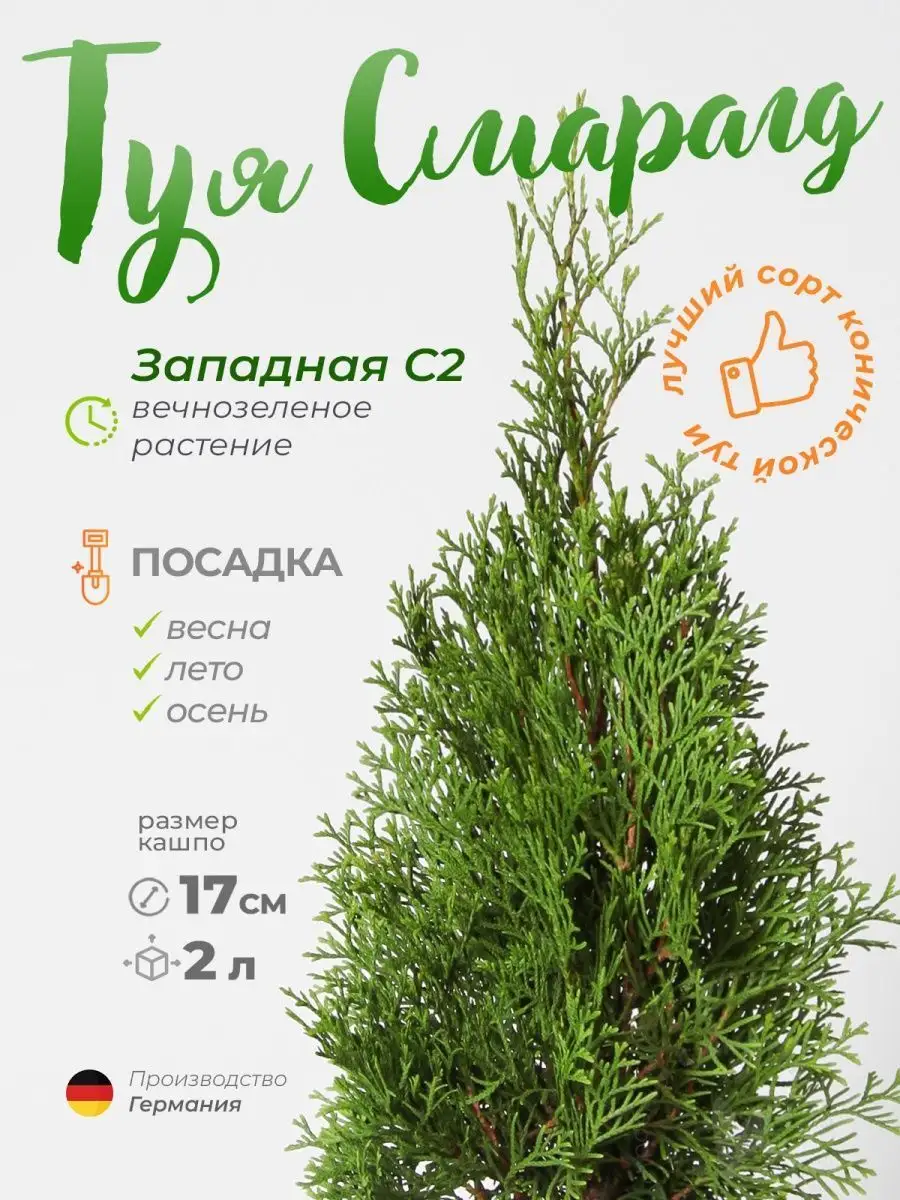 Туя саженец Смарагд, 2 шт GRINOTEKA 83490376 купить за 2 268 ₽ в  интернет-магазине Wildberries