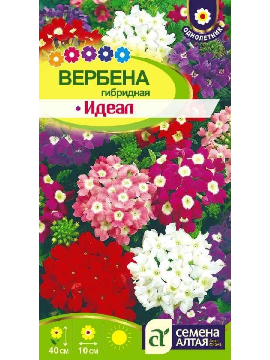 Вербена гибридная Цветочная смесь. Вербена гибридная идеал. Вербена гибридная семена. Вербена идеал цветок.