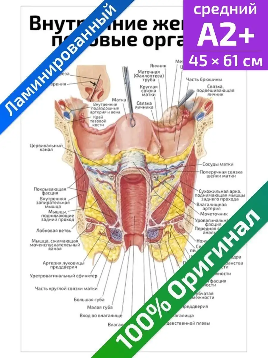 Квинг Внутренние женские половые органы плакат 45х61см