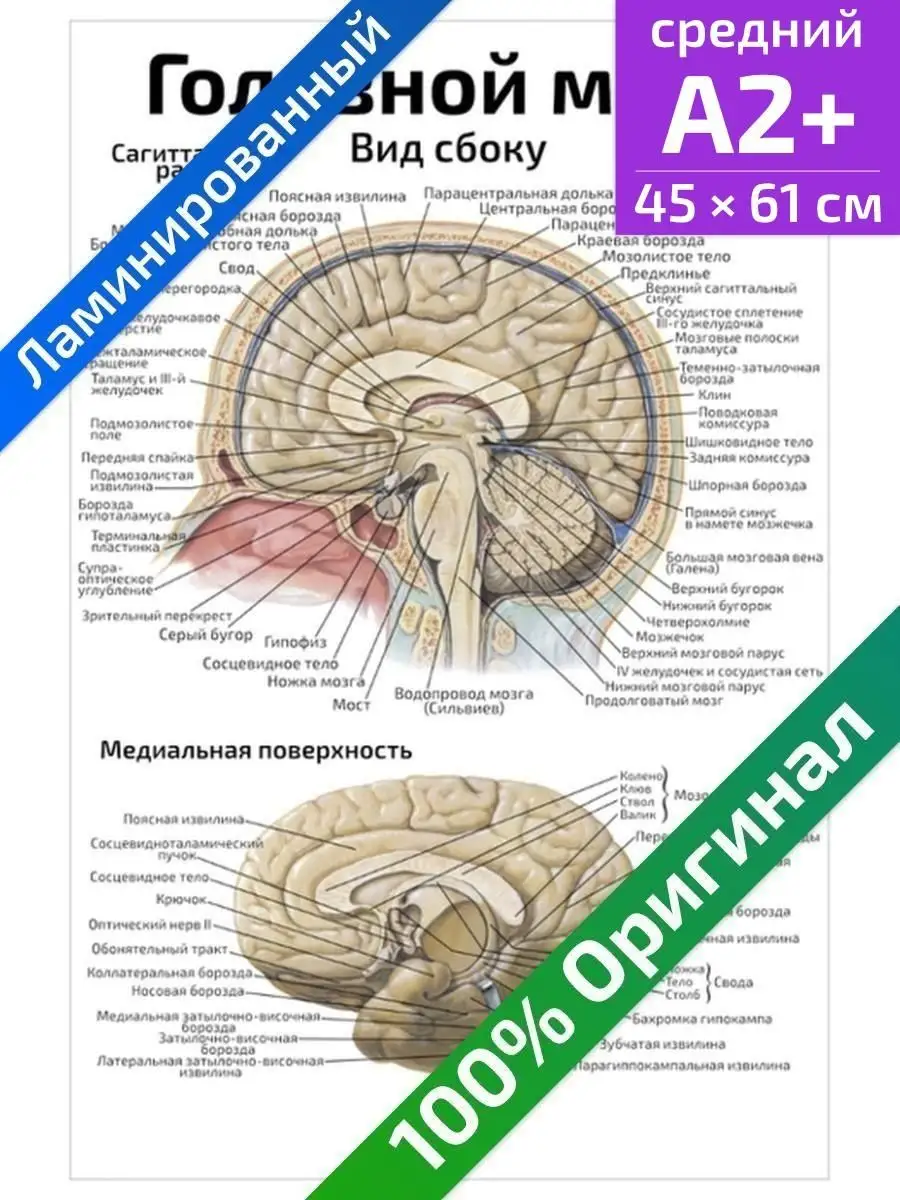 Головной мозг вид сбоку анатомический плакат 45х61см Квинг 84922956 купить  за 425 ₽ в интернет-магазине Wildberries