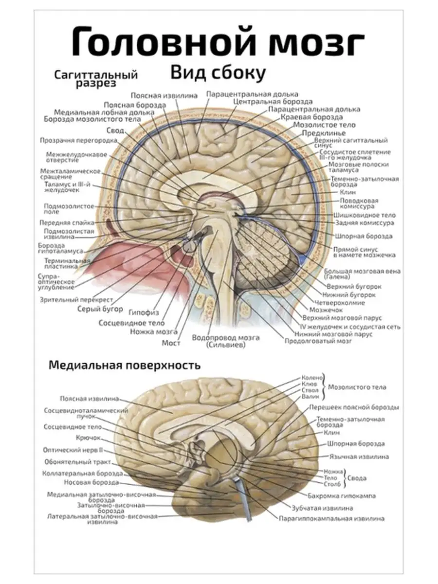 Головной мозг вид сбоку анатомический плакат 45х61см Квинг 84922956 купить  за 425 ₽ в интернет-магазине Wildberries