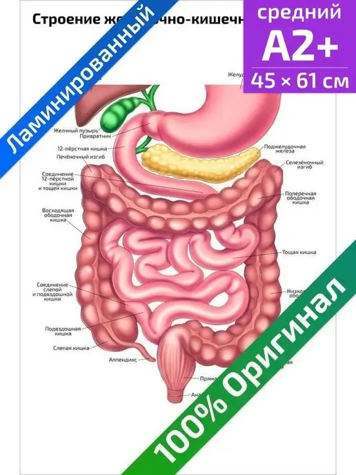 Квинг Строение желудочно кишечного плакат 45х61см