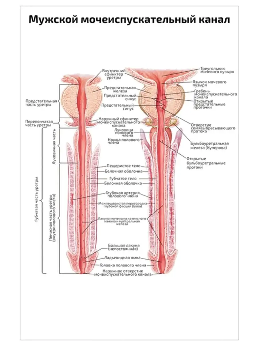 Квинг Мужской мочеиспускательный канал медицинский плакат 45х61см