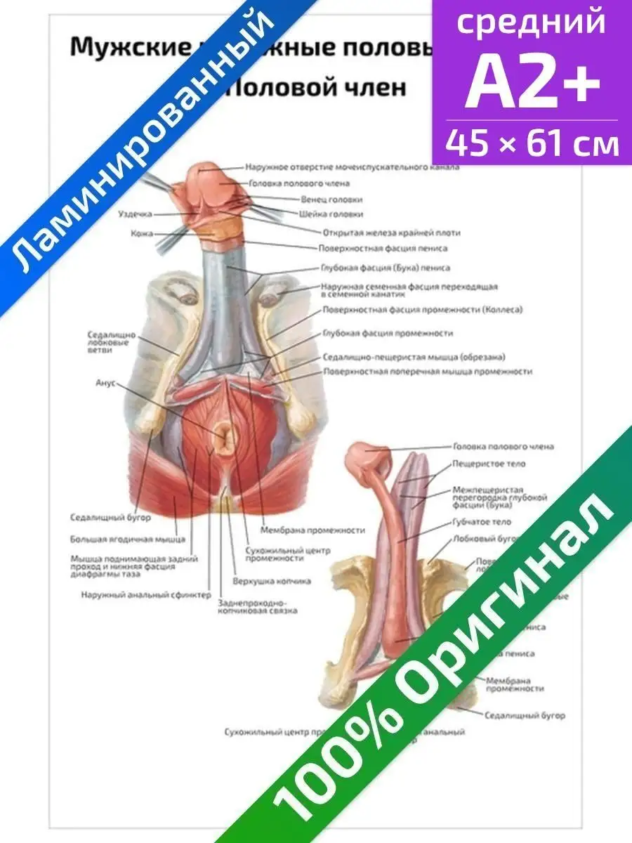 Квинг Мужские наружные половые органы анатомический плакат 45х61см