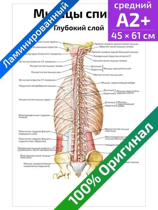 Квинг Мышцы спины глубокий слой анатомический плакат 45х61см