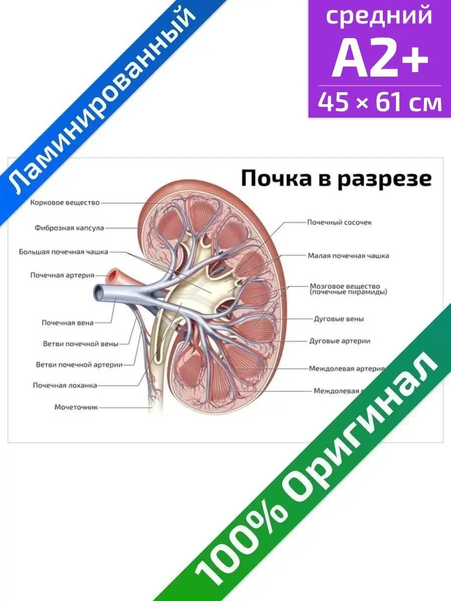 Почка в разрезе анатомический медицинский плакат 45х61см Квинг 84978633  купить за 462 ₽ в интернет-магазине Wildberries