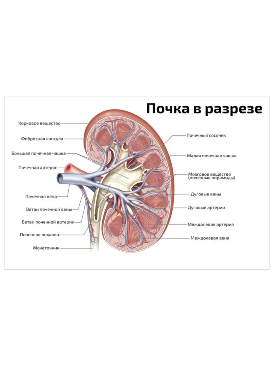 Почка в разрезе анатомический медицинский плакат 45х61см Квинг 84978633  купить за 462 ₽ в интернет-магазине Wildberries