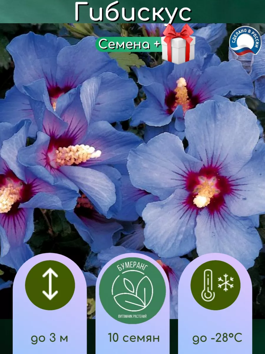 Гибискус Лиловый Семена + Подарок Бумеранг 85302895 купить за 110 ₽ в  интернет-магазине Wildberries
