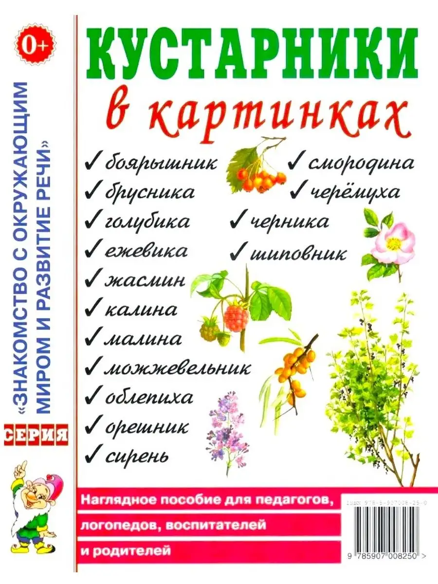 Кустарники в картинках. Наглядное пособие для педагогов, лог ИЗДАТЕЛЬСТВО  ГНОМ 85430295 купить за 155 ₽ в интернет-магазине Wildberries