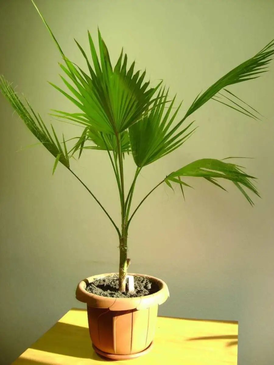 Комнатное растение название пальмы. Вашингтония нитеносная. Пальма Вашингтония. Цветок Пальма Вашингтония. Вашингтония нитеносная Майами.