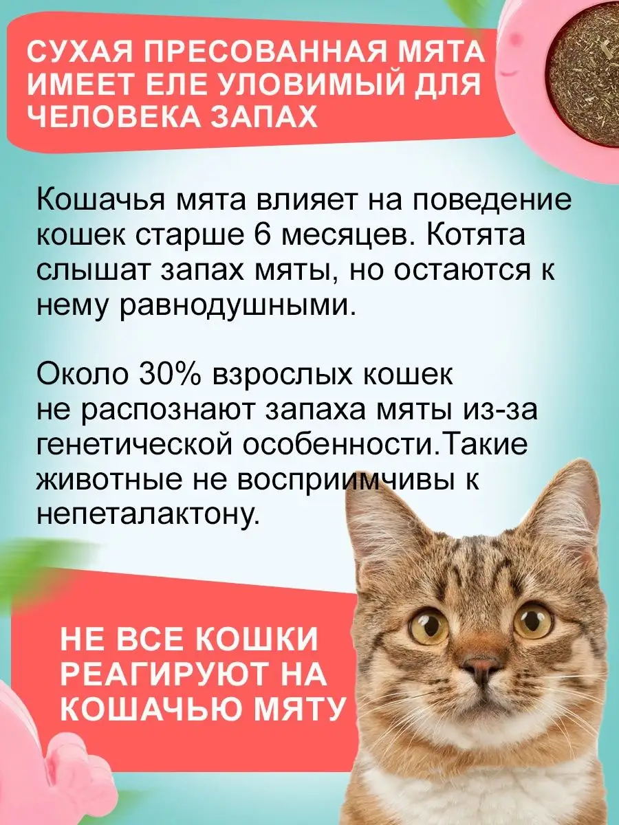 Вредна ли кошкам мята. Мята для кошек игрушка. Что делает Кошачья мята с котами. Кошачья мята для кошачьего счастья. Зачем нужна Кошачья мята для кота.