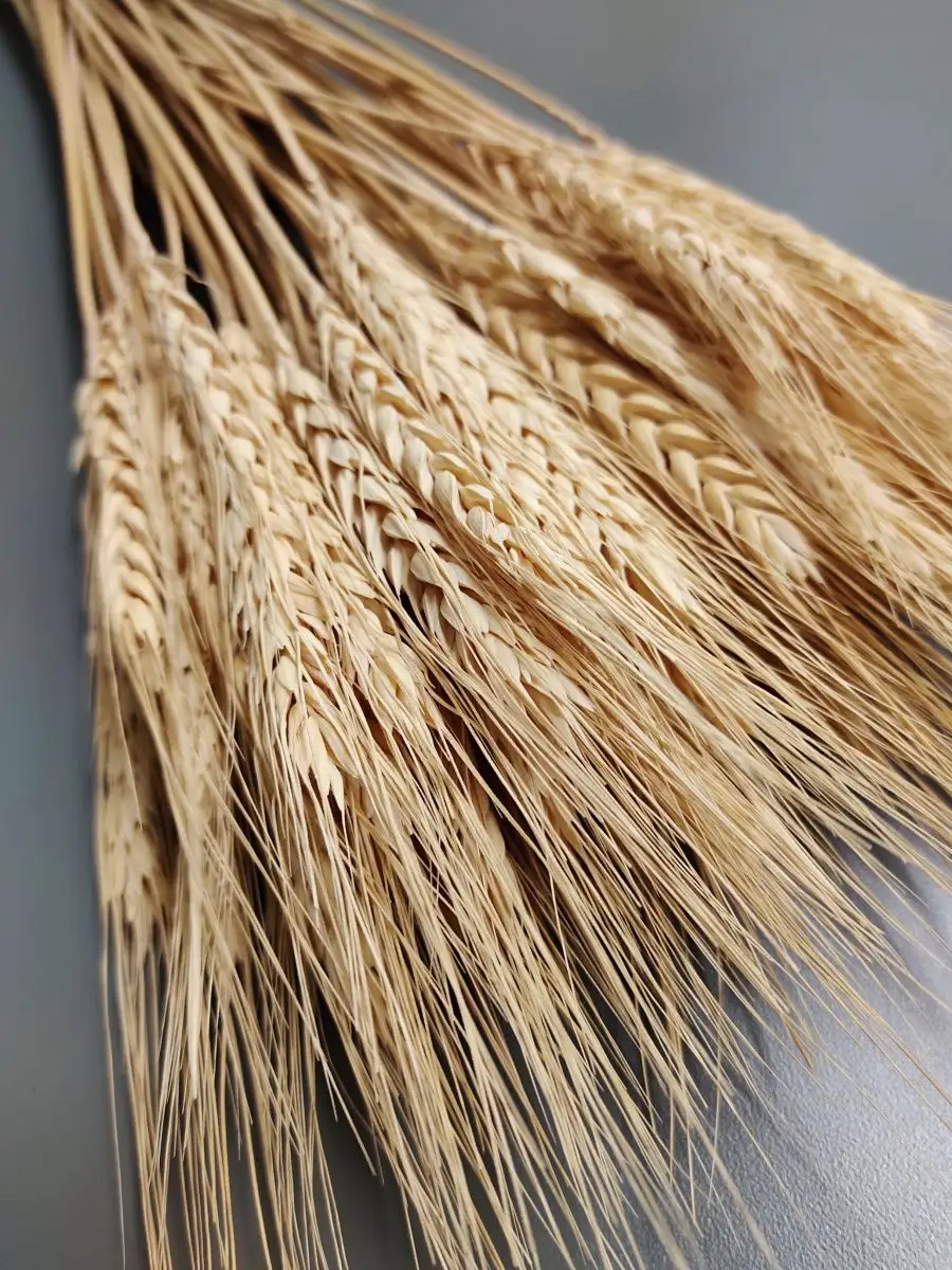 Пшеница для декора