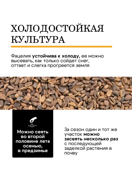 Природа Мёда Семена фацелии пижмолистной 1 кг, урожай 2026 года, 1 кг, фото 4