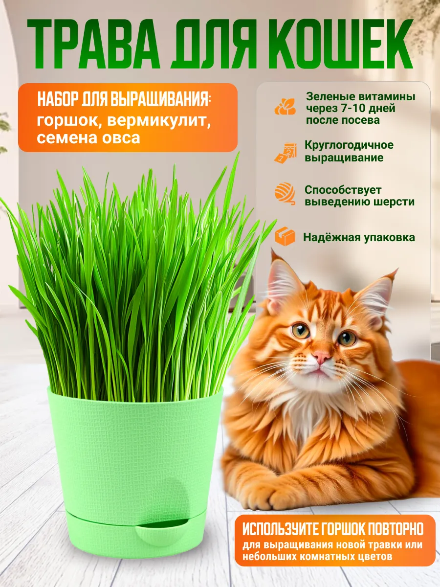 Трава для кошек набор для выращивания Зеленый
