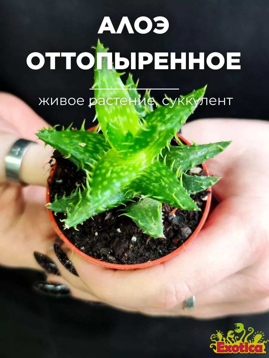 Алоэ Оттопыренное (Aloe Squarrosa) D5см Exotica 87070236 купить в  интернет-магазине Wildberries