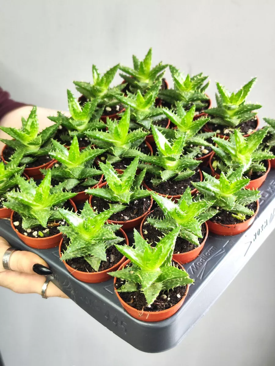 Алоэ Оттопыренное (Aloe Squarrosa) D5см Exotica 87070236 купить в  интернет-магазине Wildberries