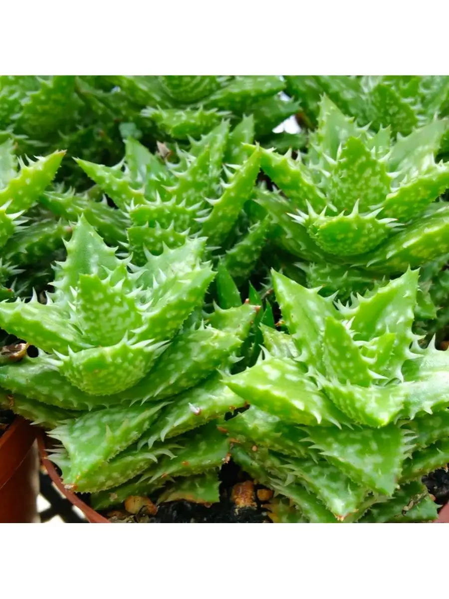 Алоэ Оттопыренное (Aloe Squarrosa) D5см Exotica 87070236 купить в  интернет-магазине Wildberries