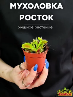 Венерина Мухоловка (Dionaea muscipula) D6см Exotica 87070269 купить за 1 054 ₽ в интернет-магазине Wildberries