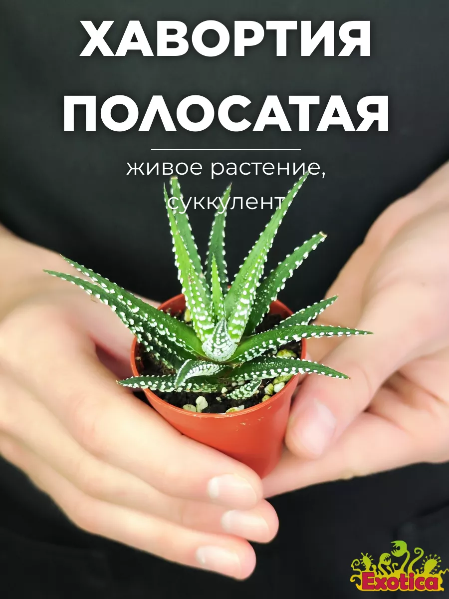 Хавортия Полосатая (Haworthia Fasciata) D5см Exotica 87070287 купить в  интернет-магазине Wildberries