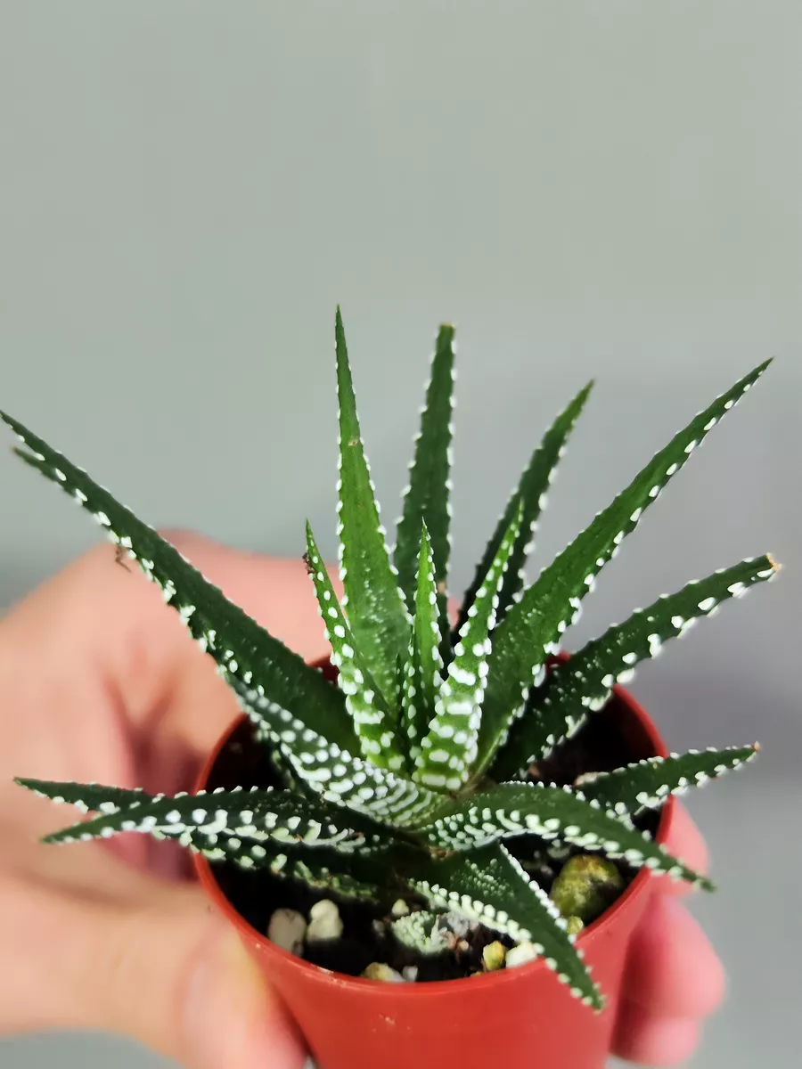 Хавортия Полосатая (Haworthia Fasciata) D5см Exotica 87070287 купить в  интернет-магазине Wildberries