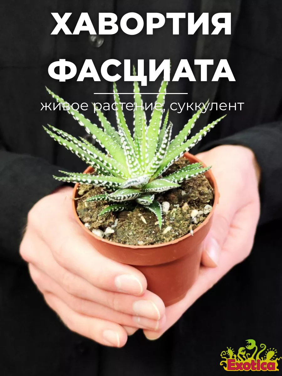 Хавортия Фасциата Альба (Haworthia Fasciata Alba) D8см Exotica 87070289  купить в интернет-магазине Wildberries