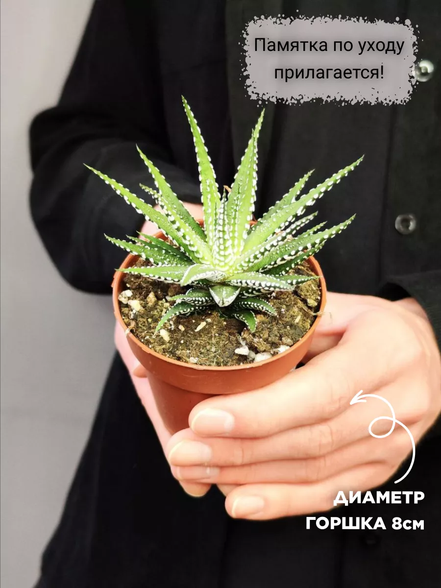 Хавортия Фасциата Альба (Haworthia Fasciata Alba) D8см Exotica 87070289  купить в интернет-магазине Wildberries