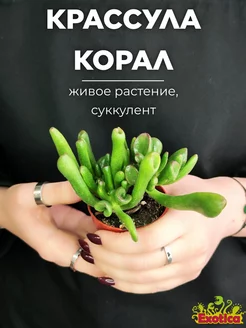 Крассула Корал (Crassula Coral) D5см Exotica 87070305 купить за 498 ₽ в интернет-магазине Wildberries