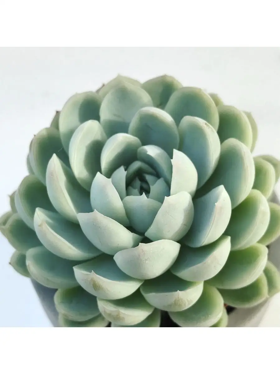 Эхеверия Изящная (Echeveria Elegans) D5см Exotica 87070312 купить в  интернет-магазине Wildberries