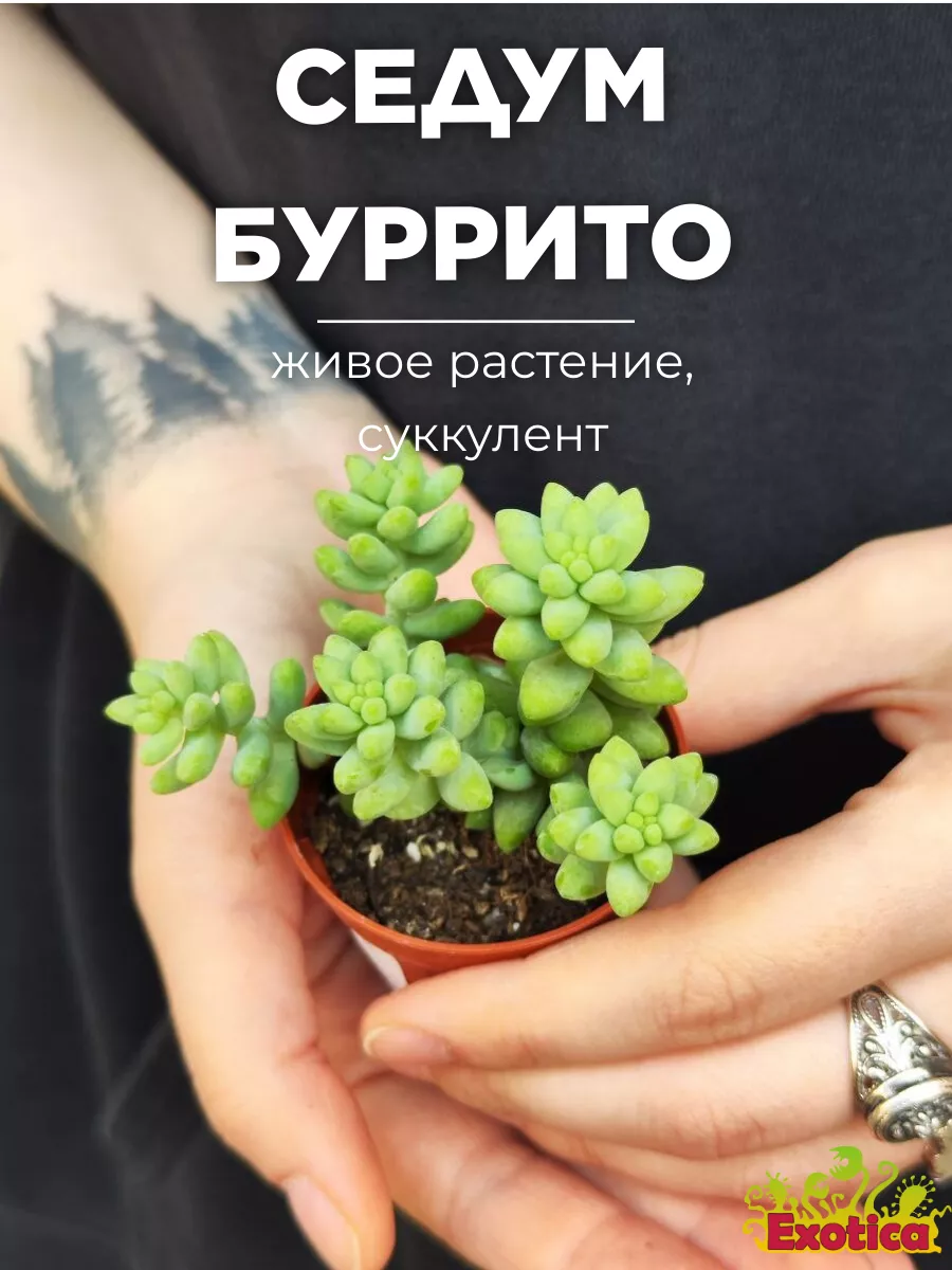 Седум Буррито (Sedum Burrito) D5см Exotica 87070335 купить в  интернет-магазине Wildberries