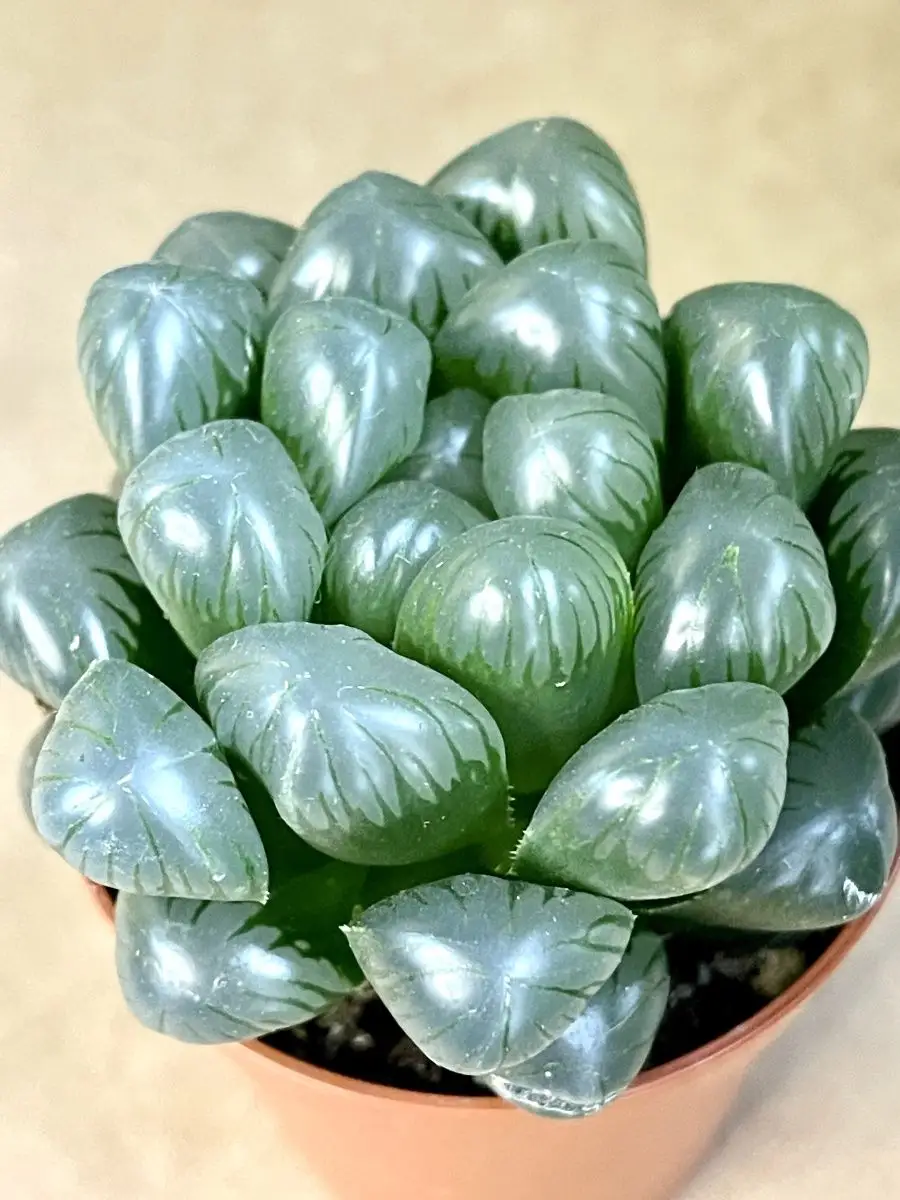 Хавортия Купера Трунката (Haw. Сooperi var. Truncata) D5см Exotica 87070385  купить в интернет-магазине Wildberries