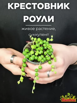 Крестовник Роули (Senecio Rowleyanus) D6см Exotica 87070391 купить за 752 ₽ в интернет-магазине Wildberries